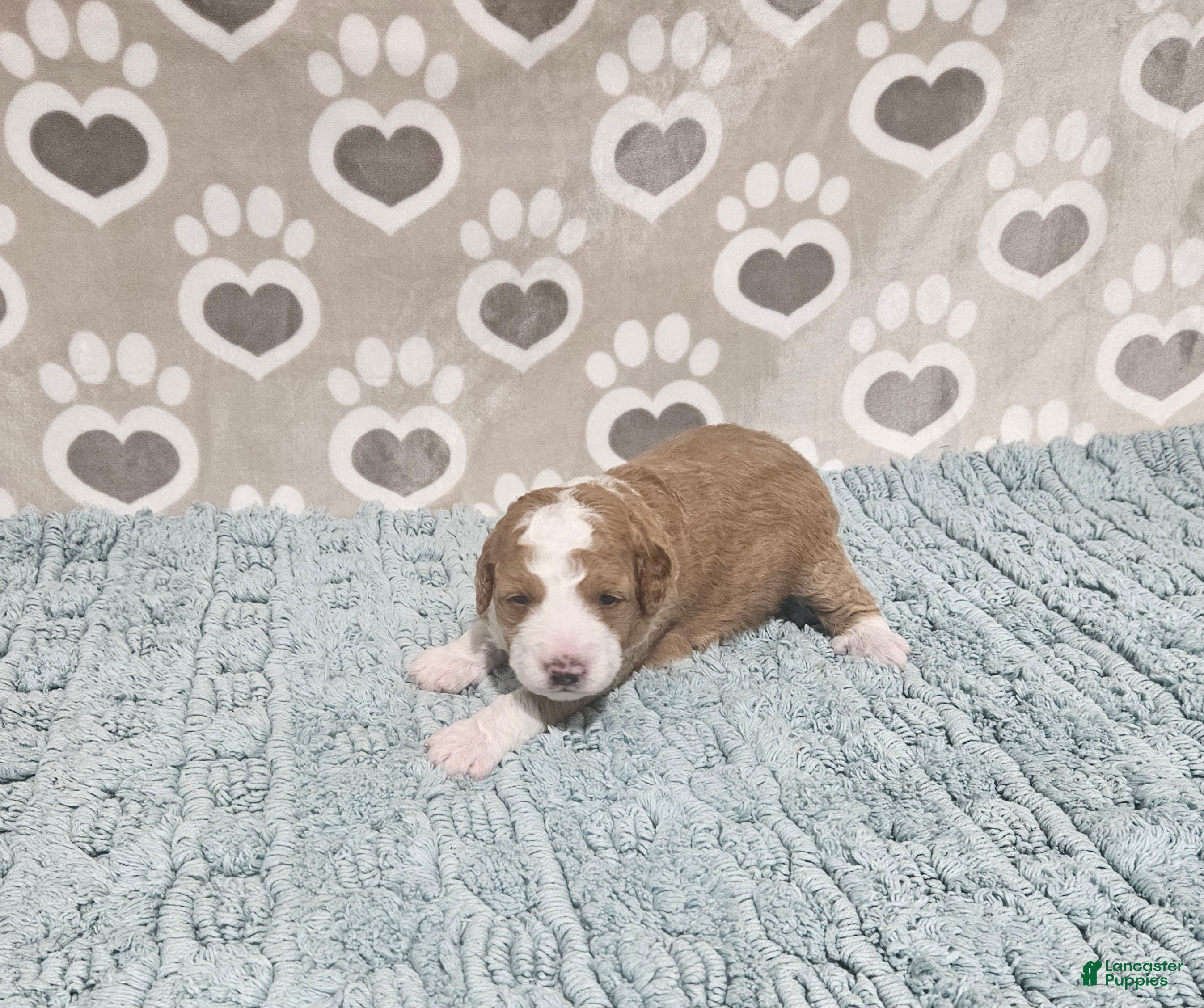 Mini Bernedoodle dogs F1b Stella - Ad 41