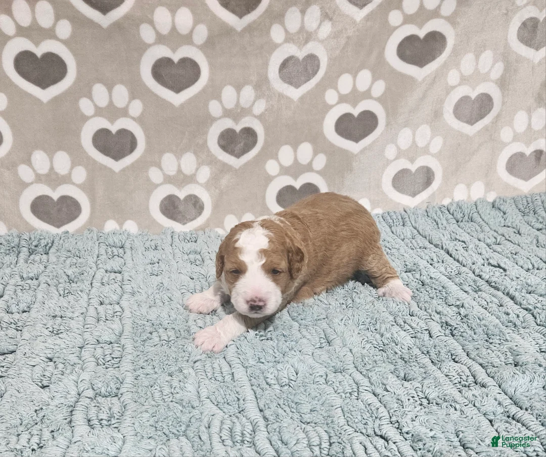 Mini Bernedoodle dogs for sale: F1b Stella - Ad 1