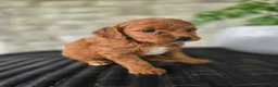 Mini Goldendoodle dogs for sale: Mini Goldendoodle Puppy 6 - Ad 8