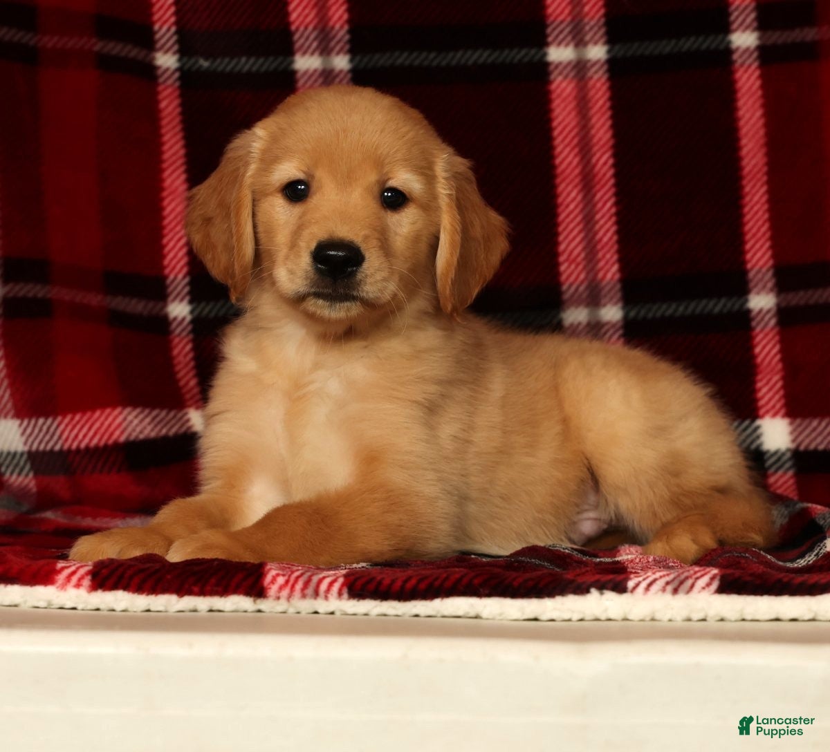 Golden Retriever dogs Rex - Ad 1