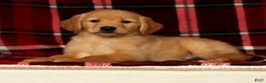 Rex