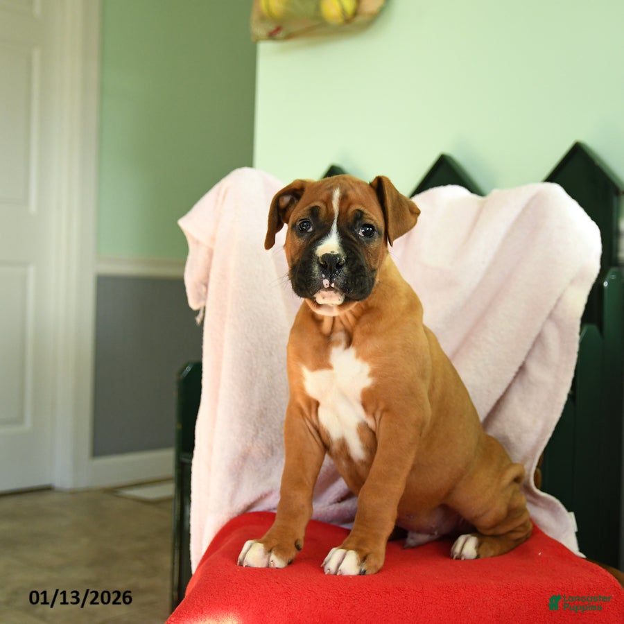 Boxer dogs Acorn - Ad 19