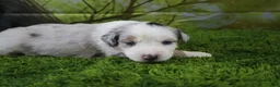 Miniature Australian Shepherd dogs for sale: America - Ad 1