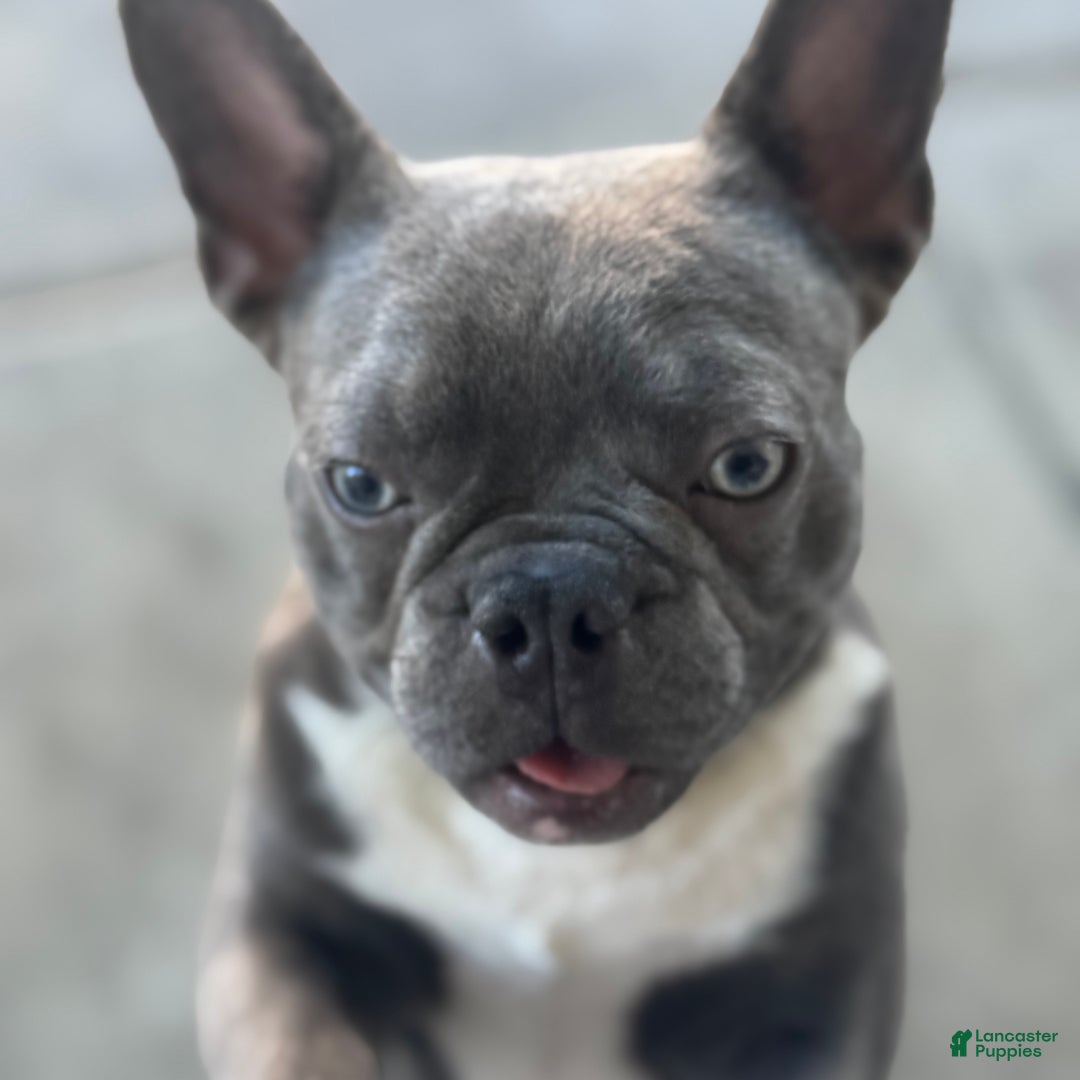 French Bulldog dogs for sale: Coltraine - Ad 4