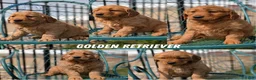 Golden Retriever dogs for sale: Daisy - Ad 13