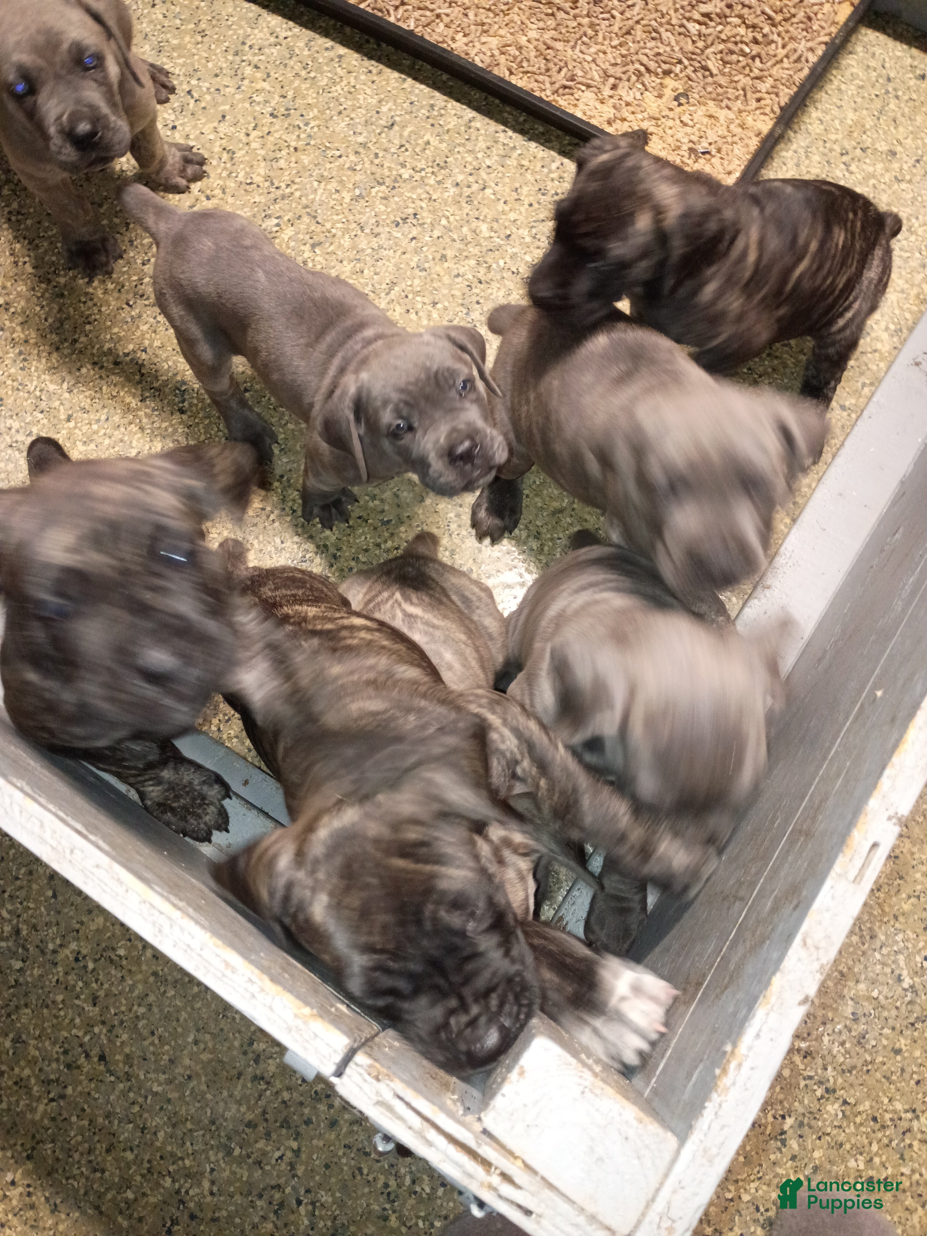 Cane Corso dogs for sale: Cane Corso 2 - Ad 4