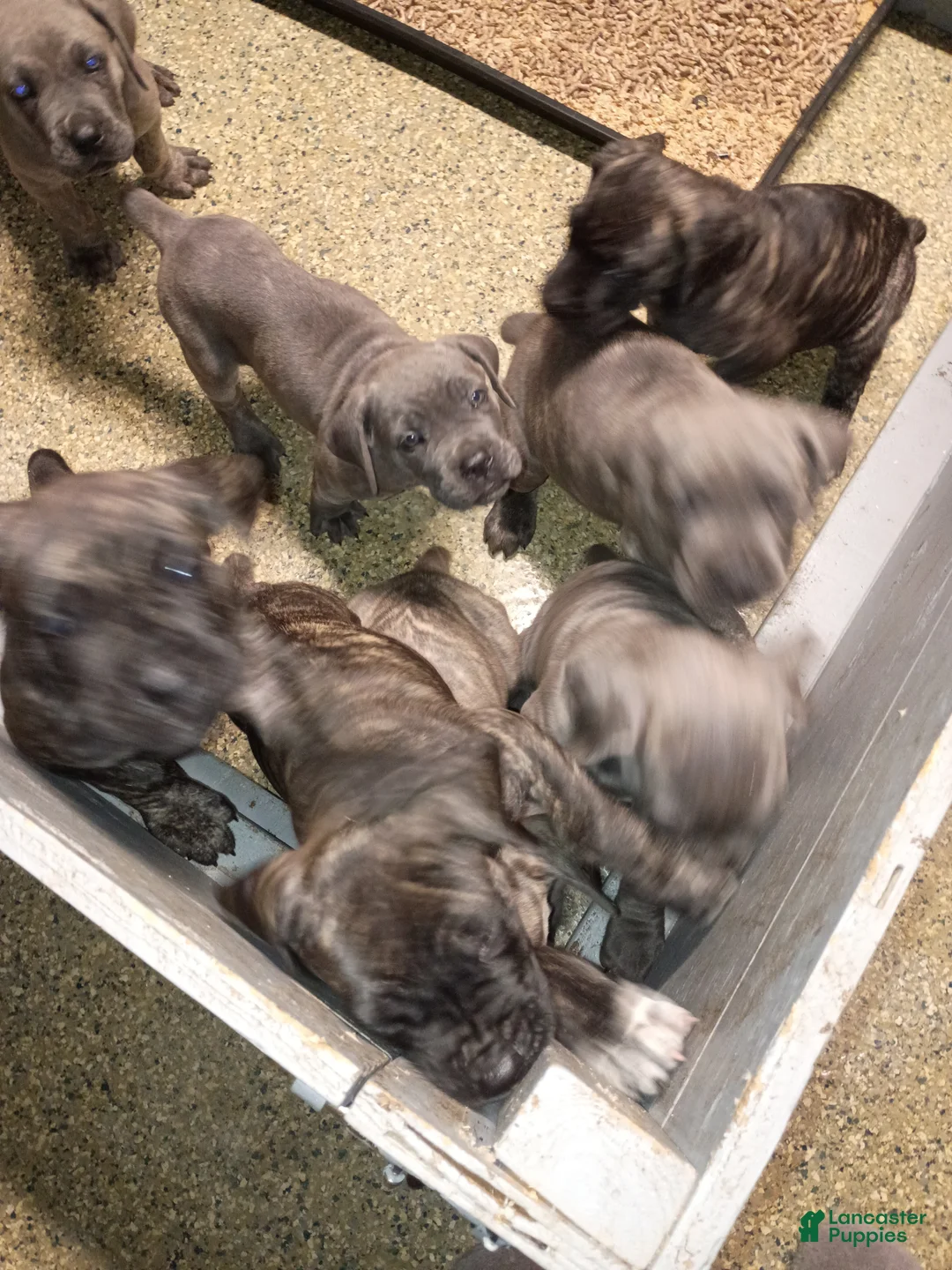 Cane Corso dogs for sale: Cane Corso 2 - Ad 1