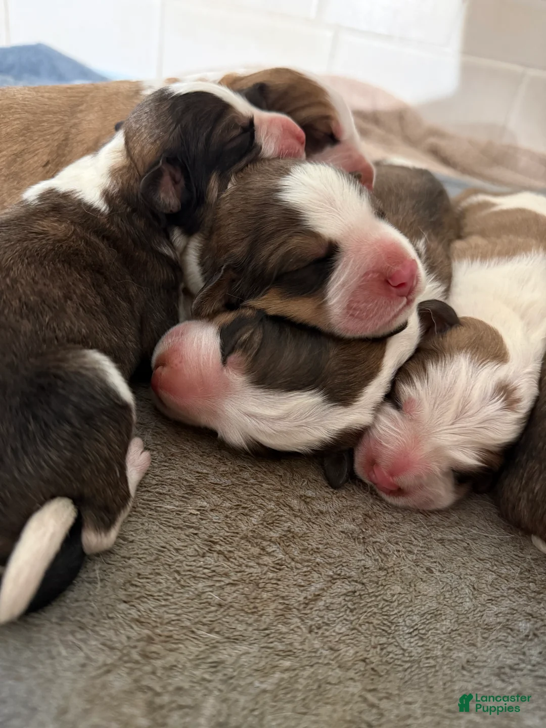 Mixed Breed dogs for sale: Great Bernese Female 3 - Ad 10