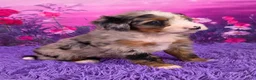 Mini Bernedoodle dogs for sale: Nova - Ad 2