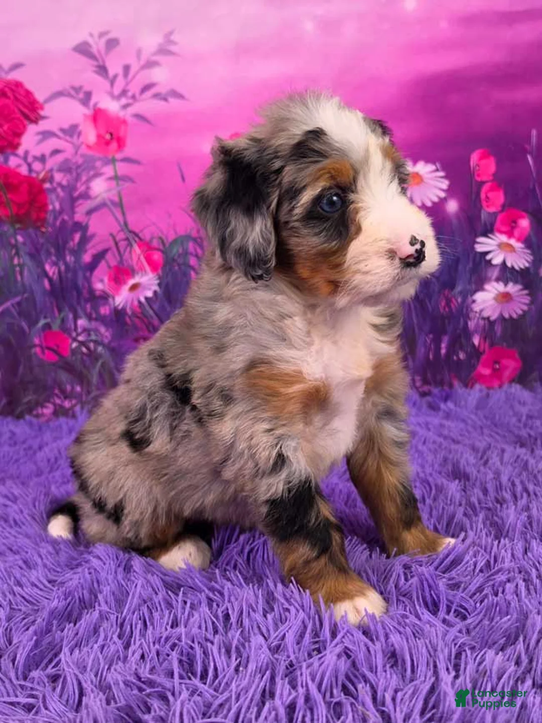 Mini Bernedoodle dogs for sale: Nova - Ad 2