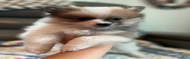 Milo