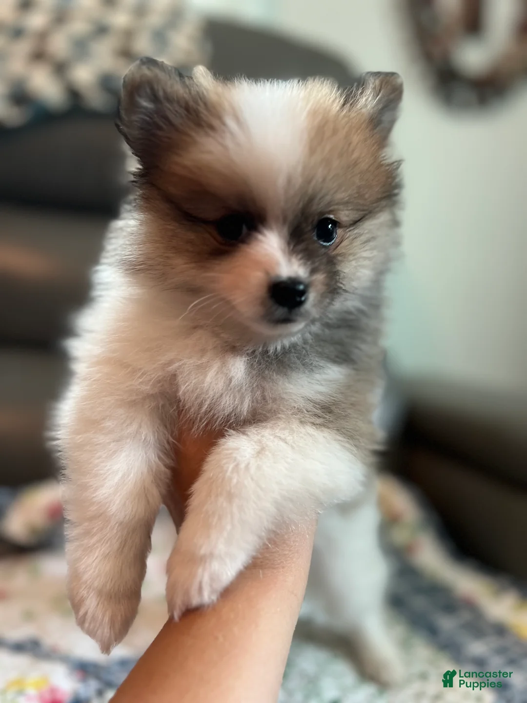 Pomeranian dogs for sale: Milo - Ad 1