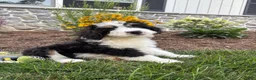 Bernedoodle dogs for sale: Sara  - Ad 8