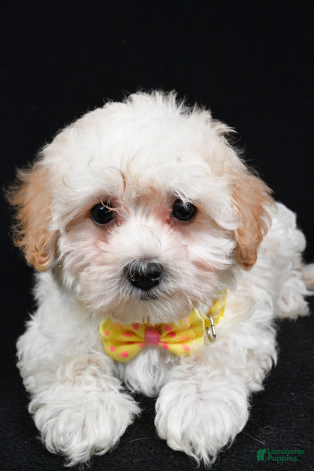 Maltipoo dogs for sale: Tucker - Ad 4