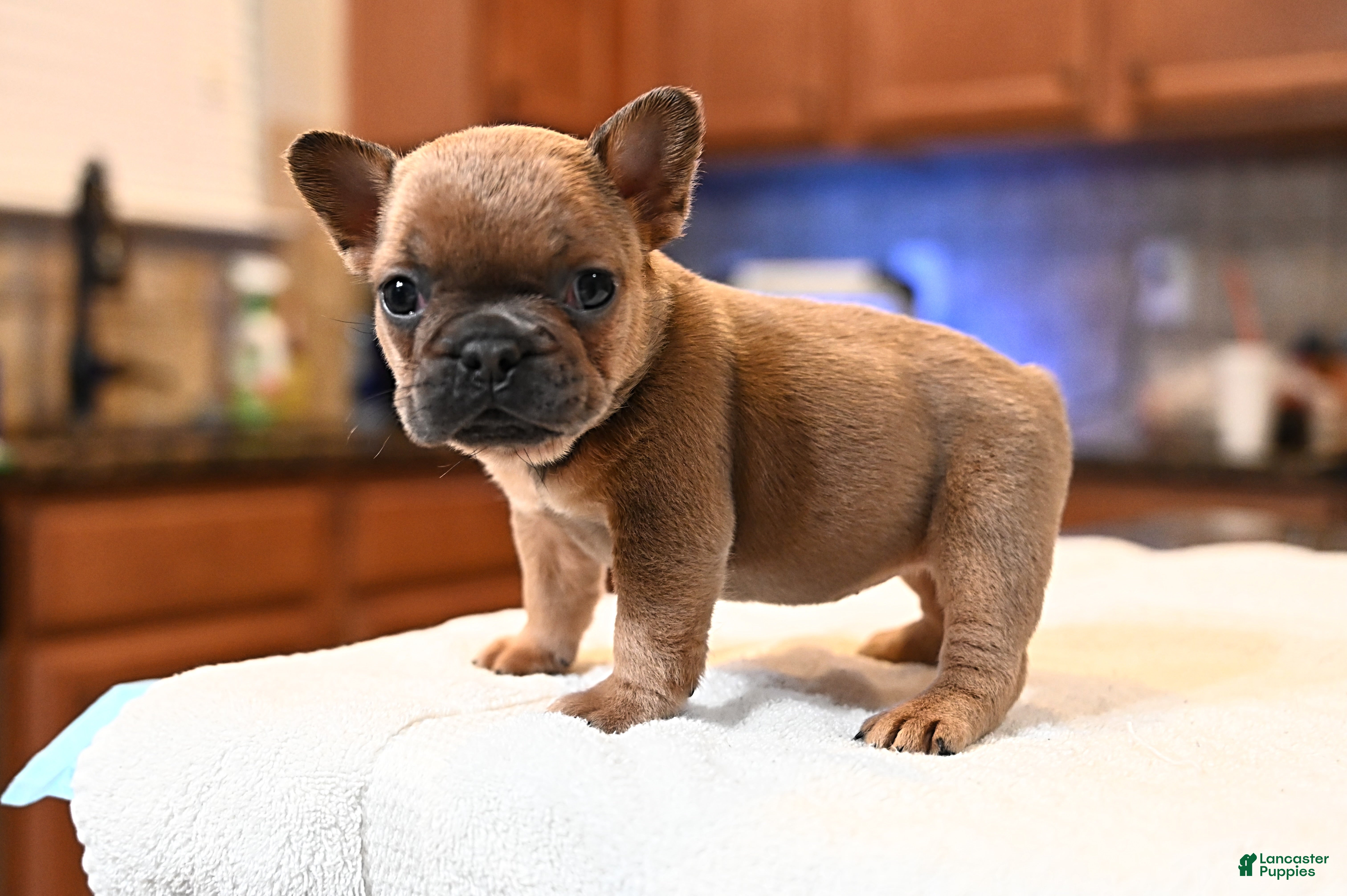 French Bulldog dogs French Bulldog Puppy 2 - Ad 2