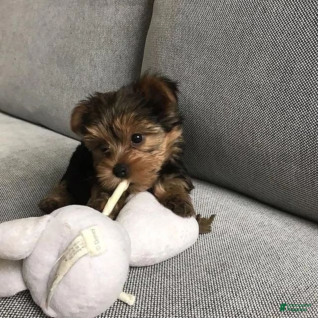 Yorkshire Terrier dogs for sale: Yorkshire Terrier Puppy 2 - Ad 2
