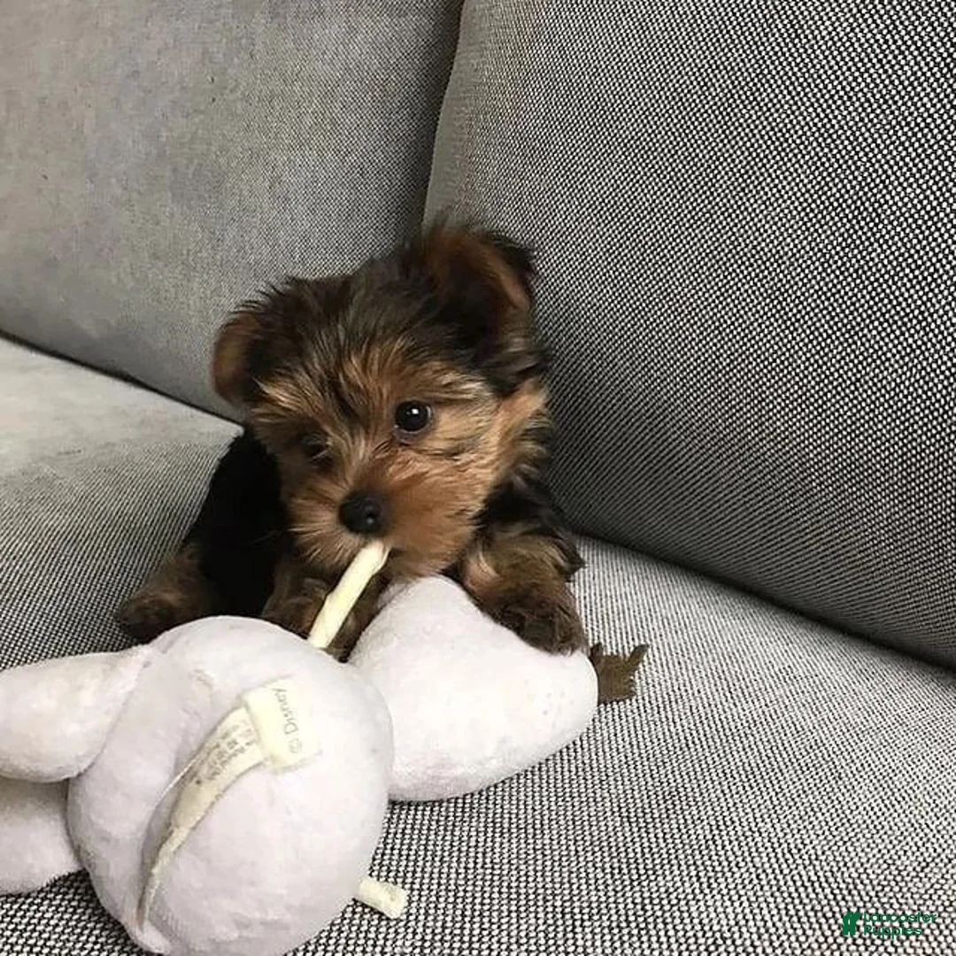 Yorkshire Terrier dogs for sale: Yorkshire Terrier Puppy 2 - Ad 2