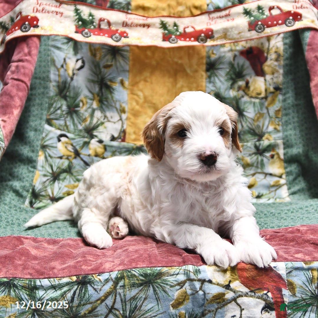 Goldendoodle dogs for sale: Sheldon - Ad 4