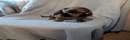Dachshund dogs for sale: Dachshund 1 - Ad 4