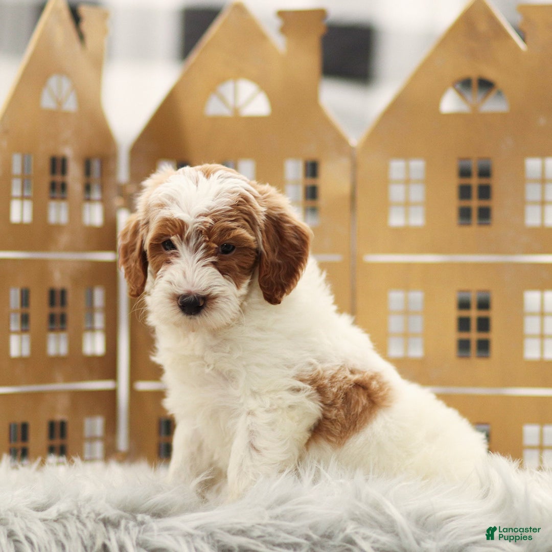 Goldendoodle dogs for sale: Lilac - Ad 3