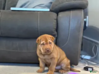 Mixed Breed dogs for sale: Fargo - Ad 2