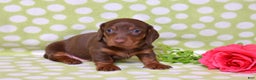 Miniature Dachshund dogs for sale: Wilbur  - Ad 2