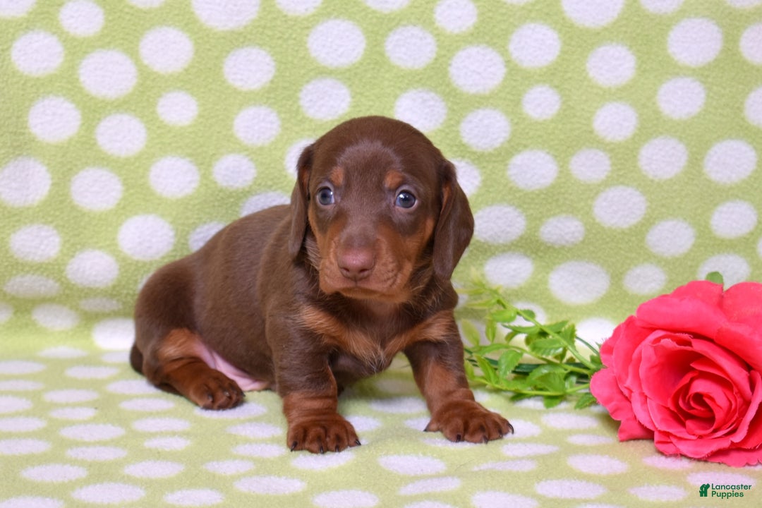 Miniature Dachshund dogs for sale: Wilbur  - Ad 2