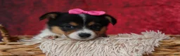 Welsh Corgi Pembroke dogs for sale: Annabelle🎀 - Ad 3