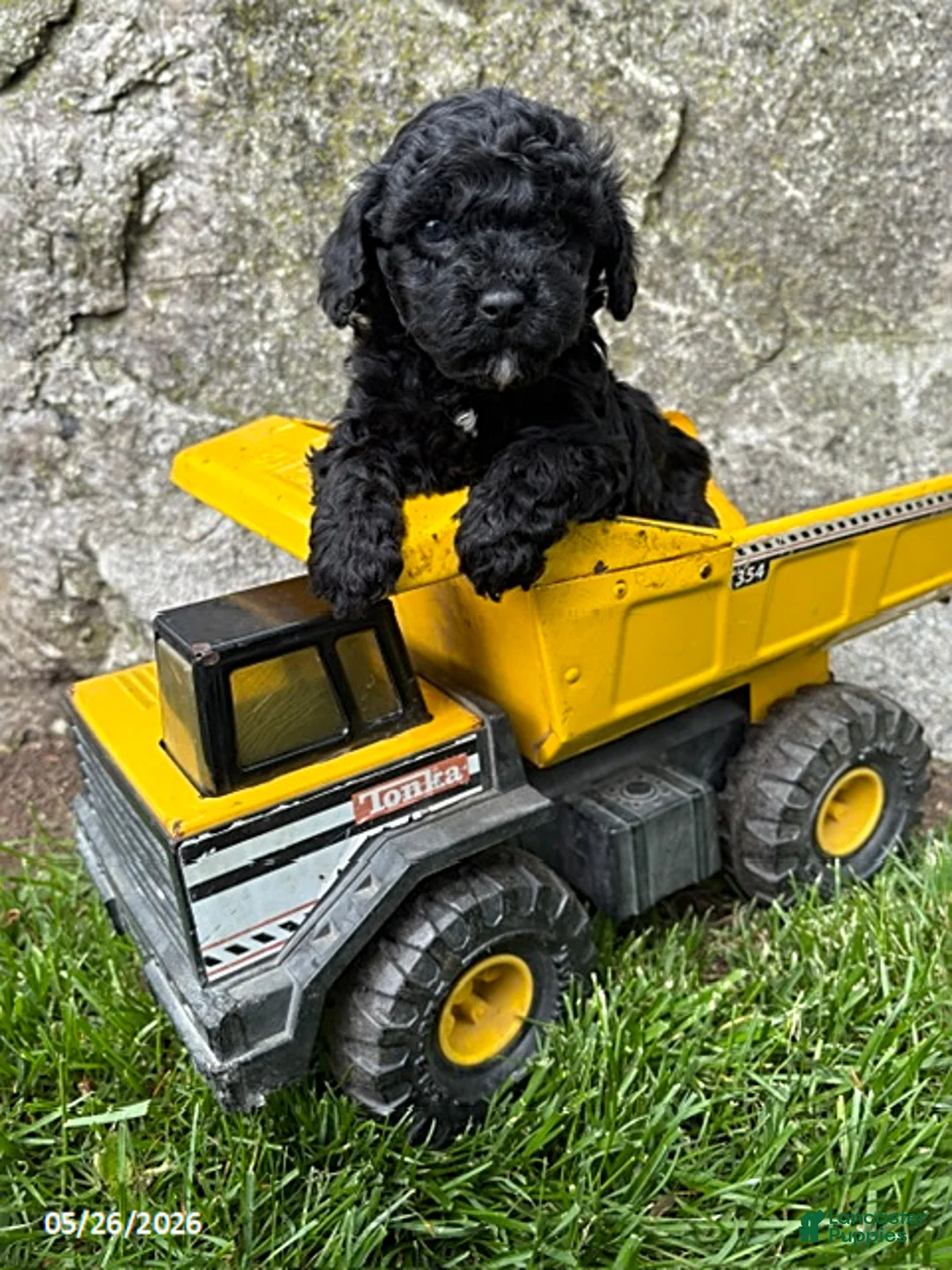 Havapoo dogs for sale: Austin - Ad 2