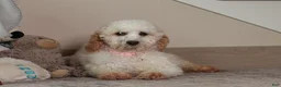 Miniature Poodle dogs for sale: Maverick - Ad 4
