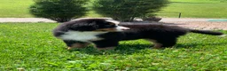 Bernese Mountain Dog dogs for sale: Teddy - Ad 12
