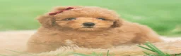 Toy Poodle dogs for sale: Milo AKC - Ad 7