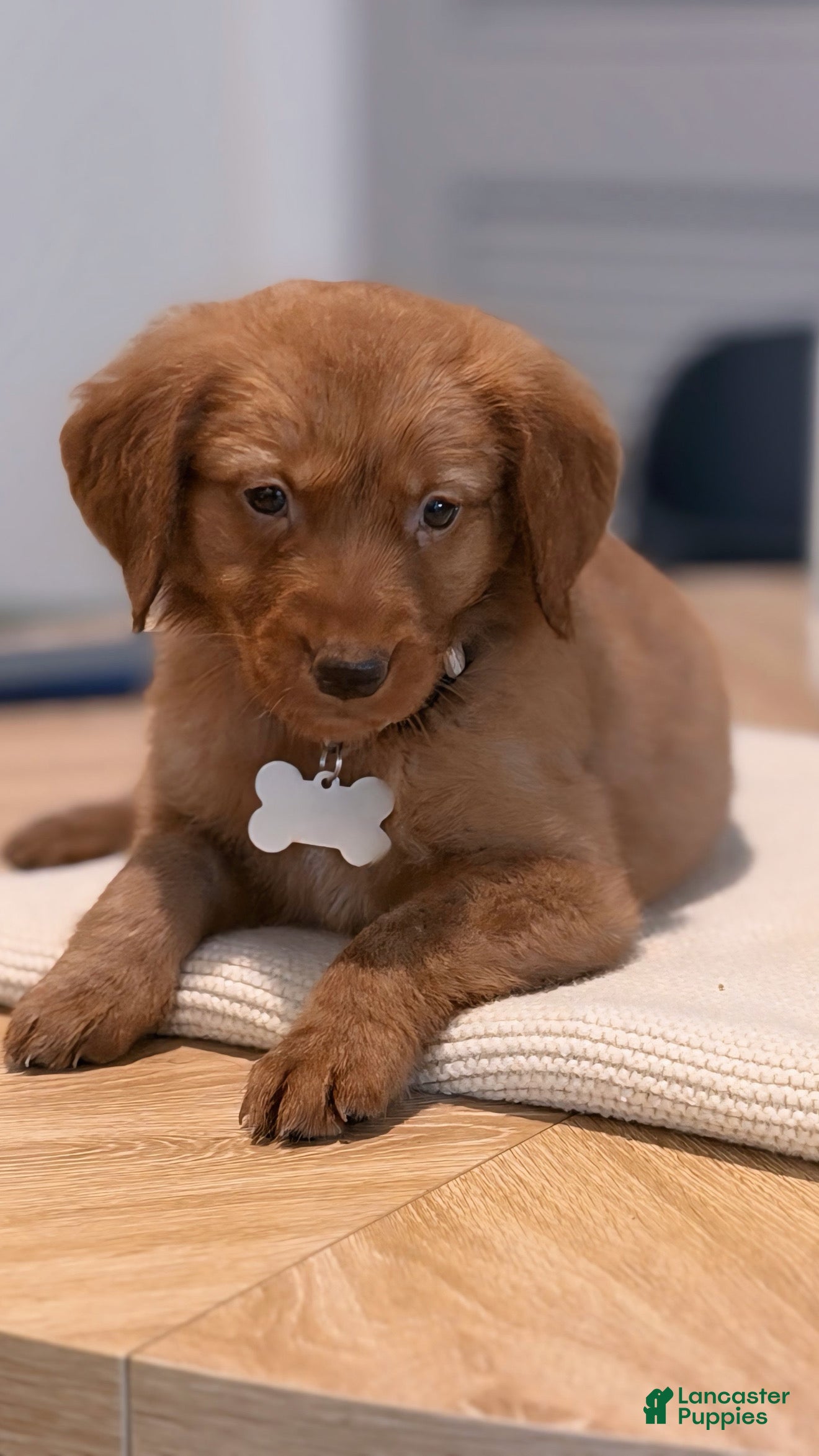 Golden Retriever dogs Golden Retriever Puppy 1 - Ad 41
