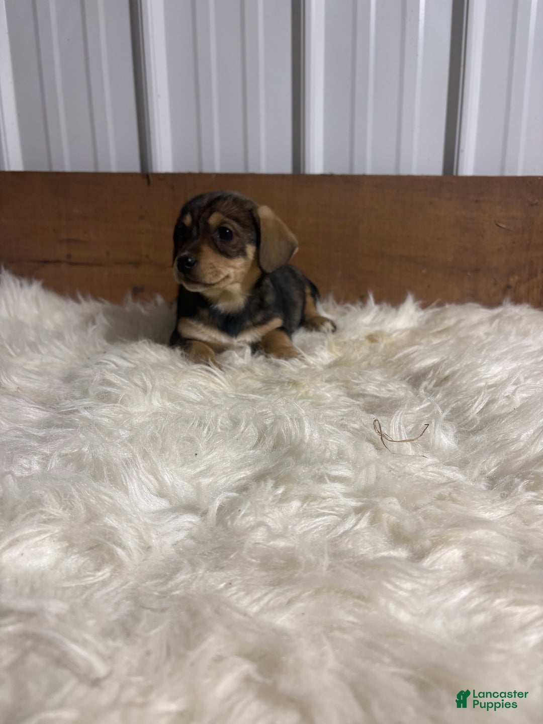 Mixed Breed dogs for sale: Mixed Breed Puppy 6 - Ad 1