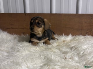 Mixed Breed dogs Mixed Breed Puppy 6 - Ad 14