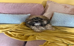 Mixed Breed dogs for sale: Mixed Breed Puppy 2 - Image 9