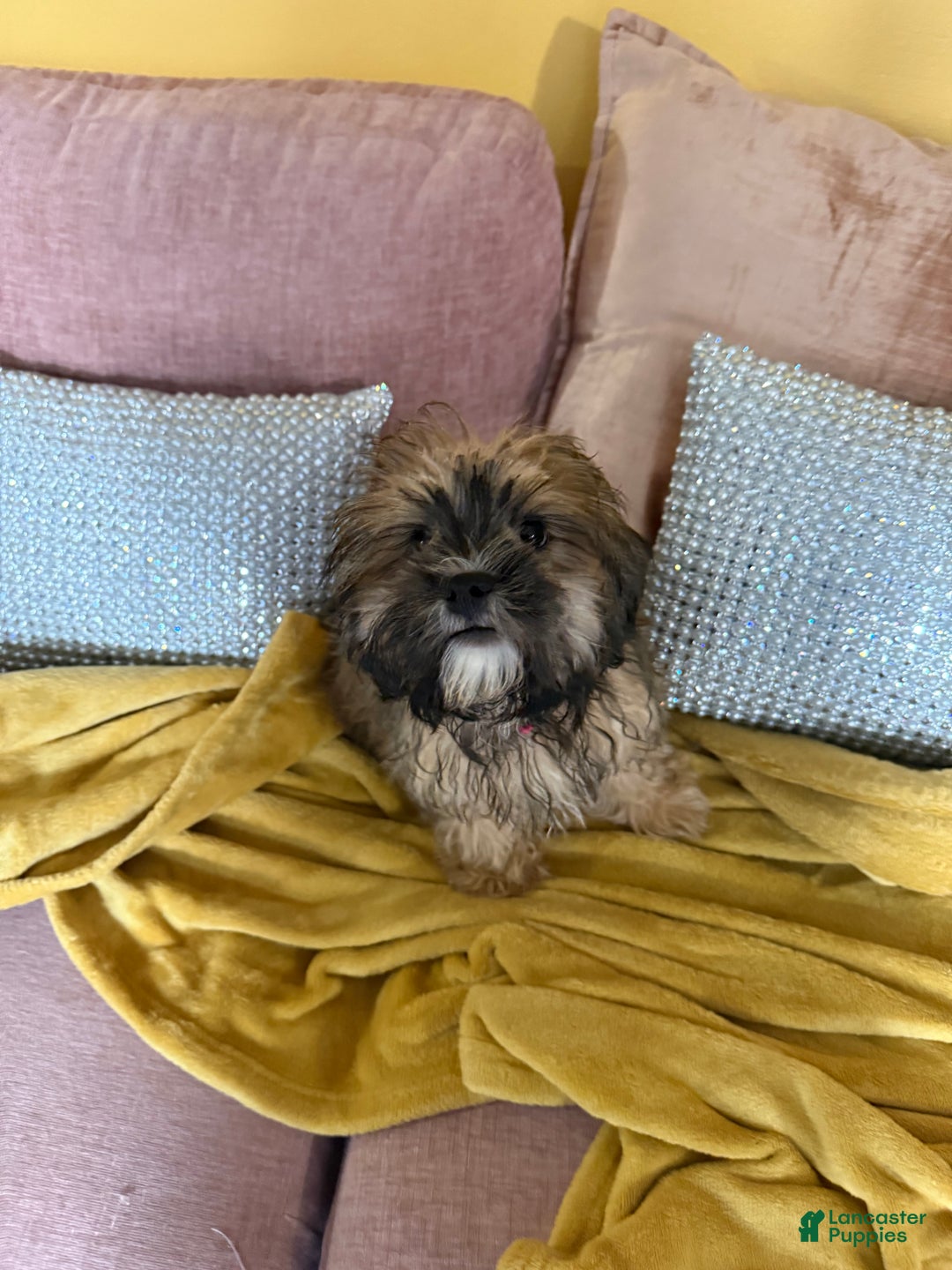 Mixed Breed dogs for sale: Mixed Breed Puppy 2 - Image 9