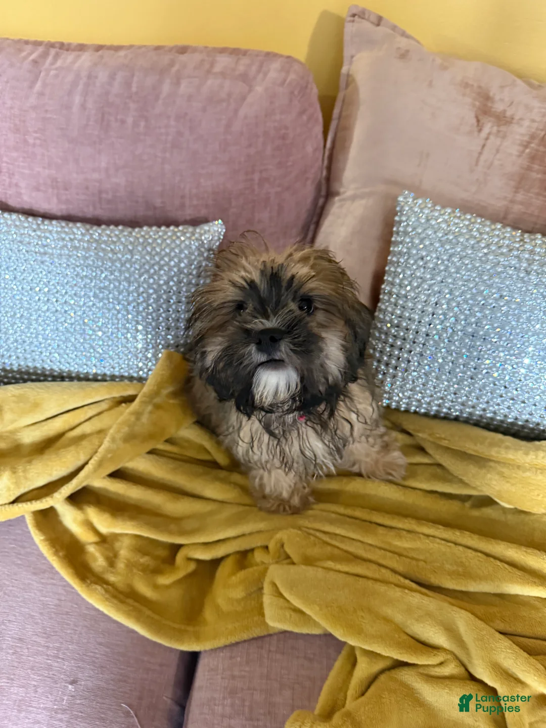 Mixed Breed dogs for sale: Mixed Breed Puppy 2 - Ad 14