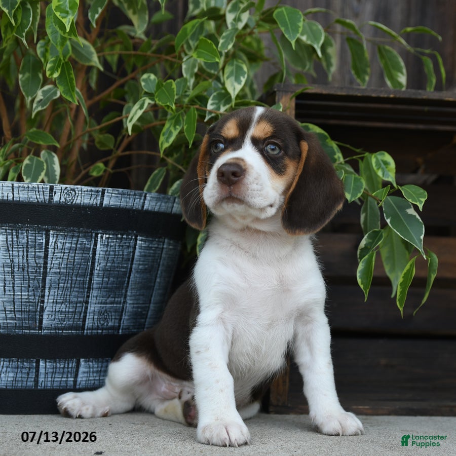 Beagle dogs Saturn - Ad 2