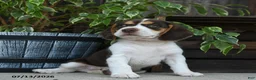Beagle dogs for sale: Saturn - Ad 2
