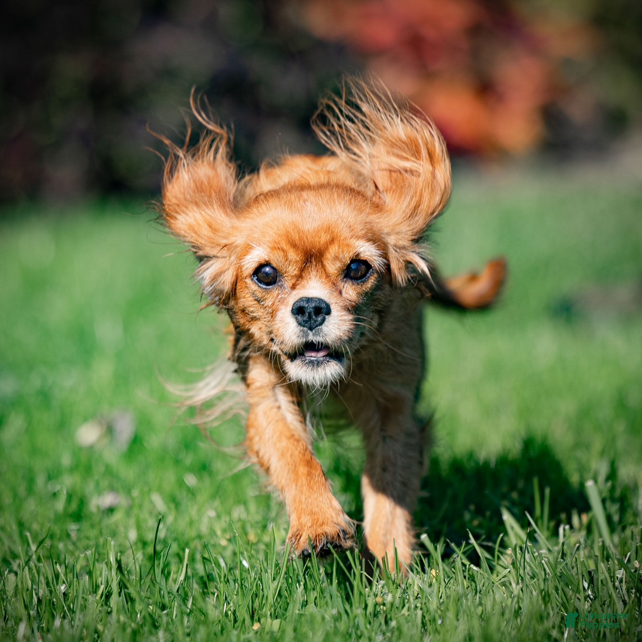Cavalier King Charles Spaniel dogs for sale: Archie Cavalier King Charles Spaniel Puppy  - Ad 7