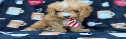 Cavapoo dogs for sale: Milo  - Ad 3
