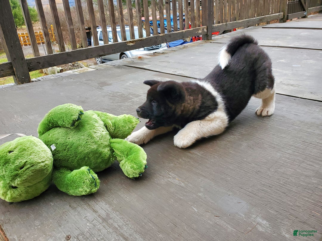 Akita dogs for sale: King - Ad 5