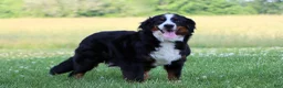 Bernese Mountain Dog dogs for sale: Kenton - Ad 9