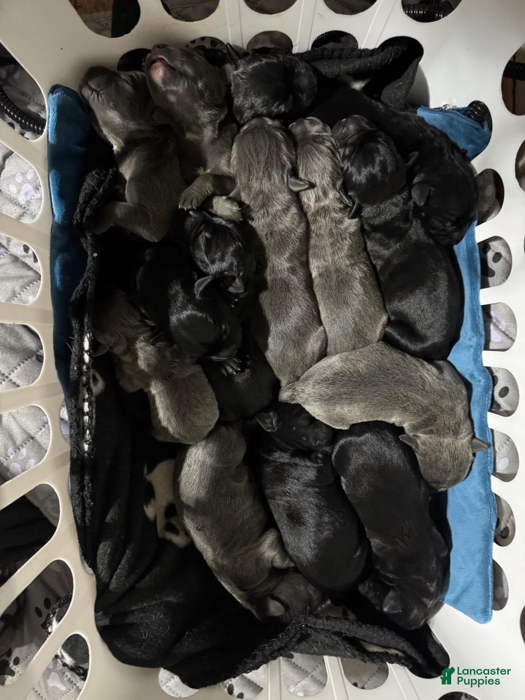 Cane Corso dogs for sale: Cane Corso Puppy 5 - Ad 4