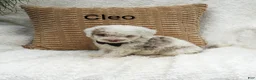 Mini Bernedoodle dogs for sale: Cleo - Ad 5