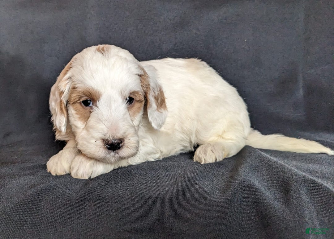 Mini Goldendoodle dogs for sale: Dante F1B - Ad 2
