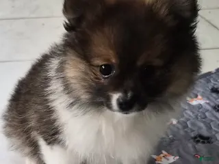 Pomeranian dogs for sale: Honey - Ad 3