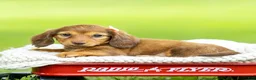 Miniature Dachshund dogs for sale: Bella - Ad 1