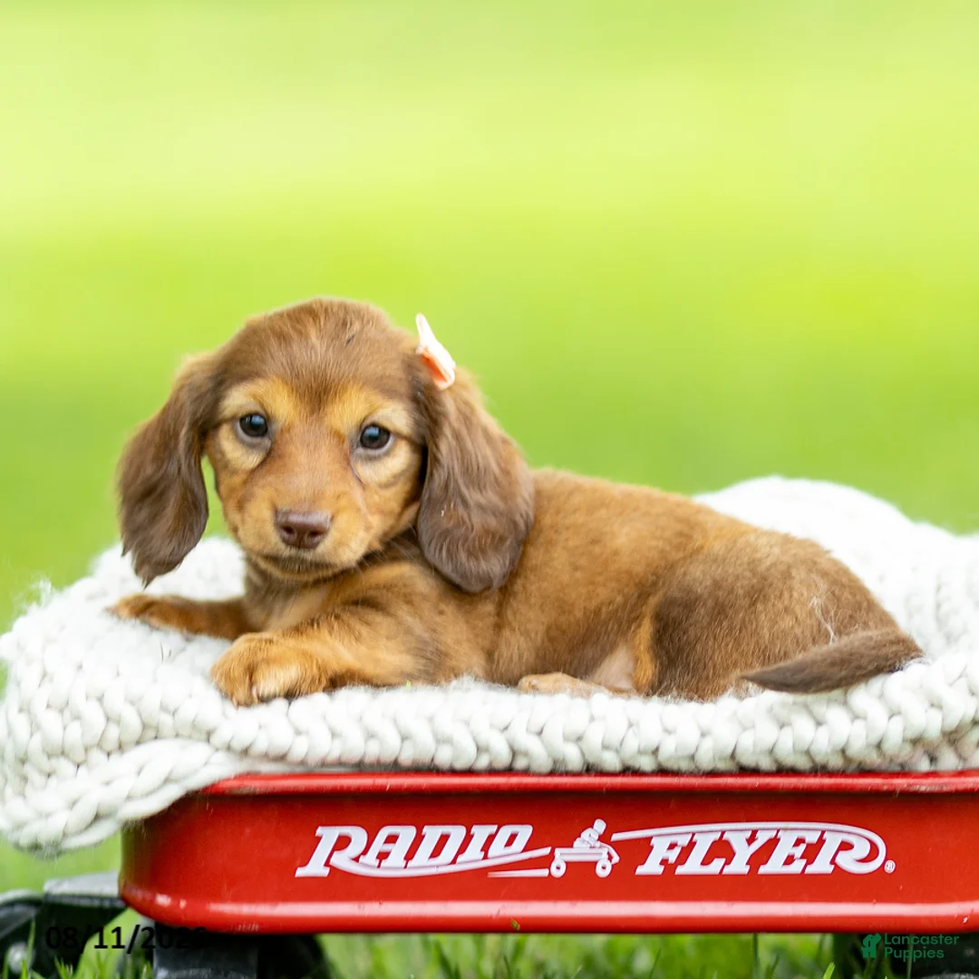 Miniature Dachshund dogs for sale: Bella - Ad 1